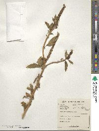 Image of Phytolacca heptandra