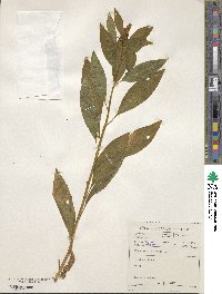 Phytolacca icosandra image