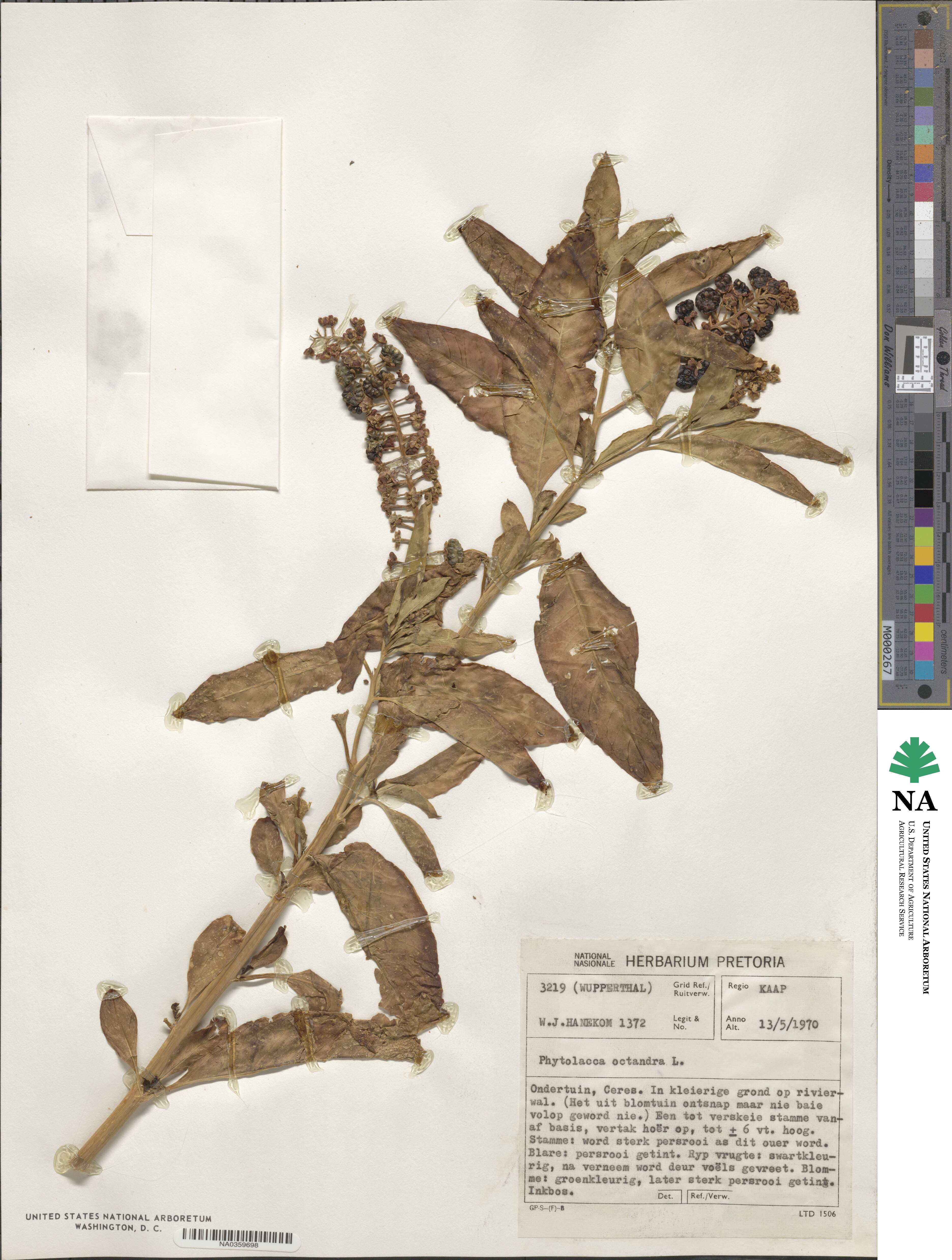 Phytolacca icosandra image