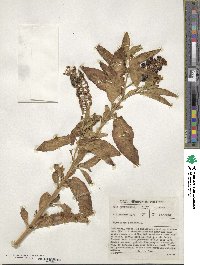 Phytolacca icosandra image