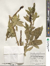 Phytolacca icosandra image