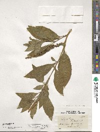 Phytolacca icosandra image