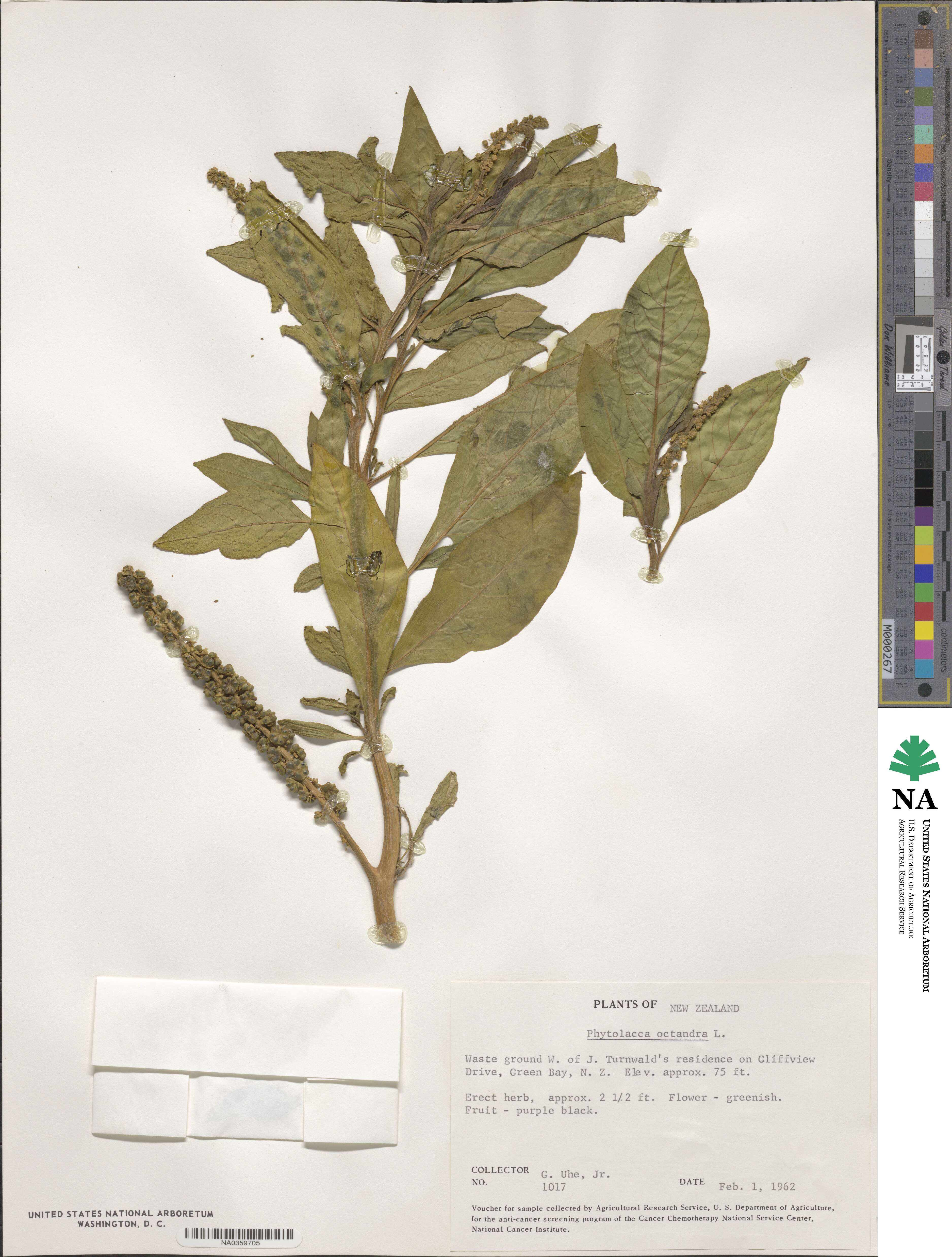 Phytolacca icosandra image