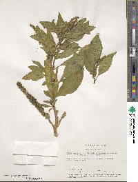 Phytolacca icosandra image