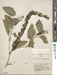 Phytolacca dodecandra image