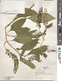 Phytolacca acinosa image