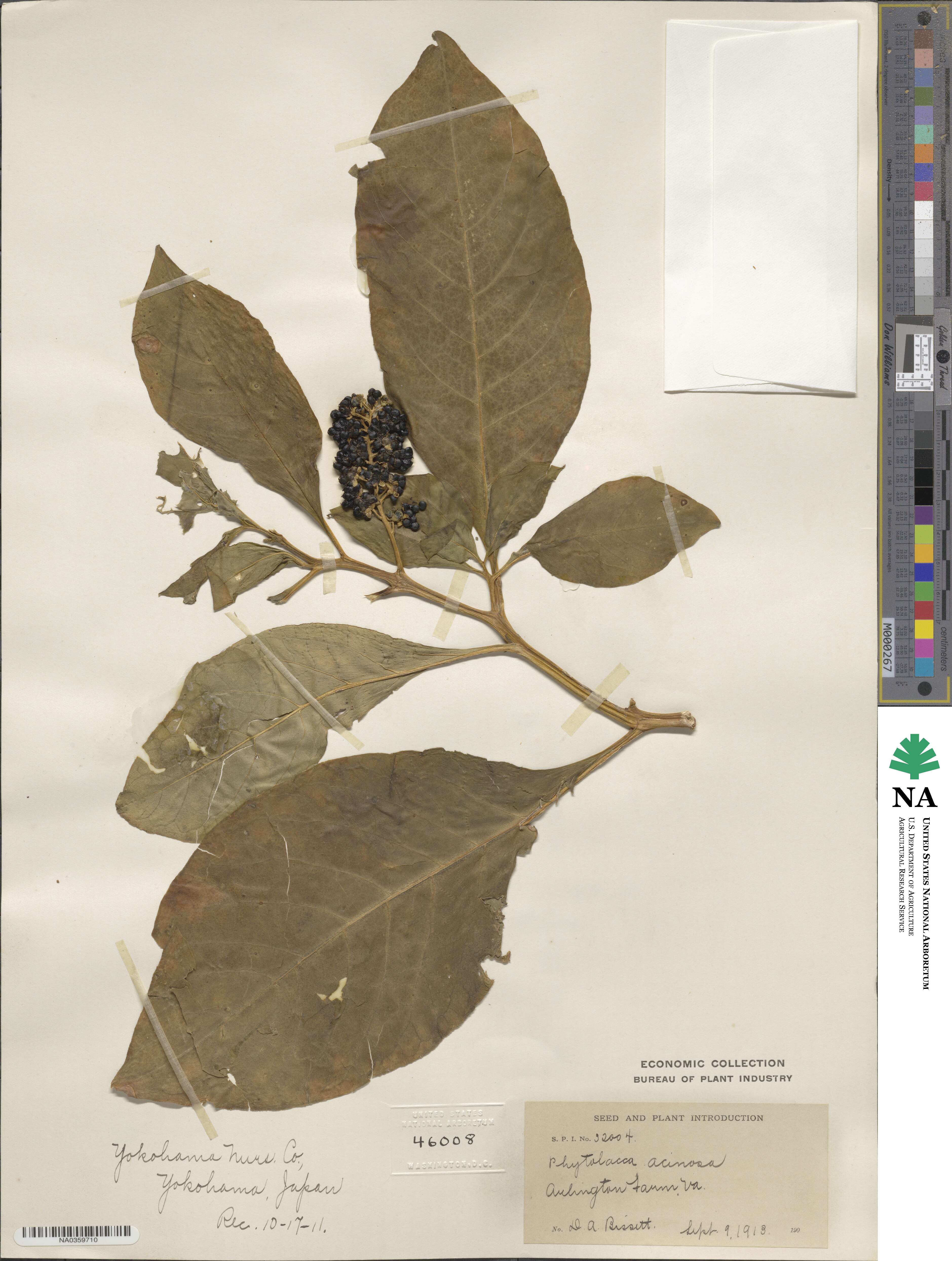 Phytolacca acinosa image