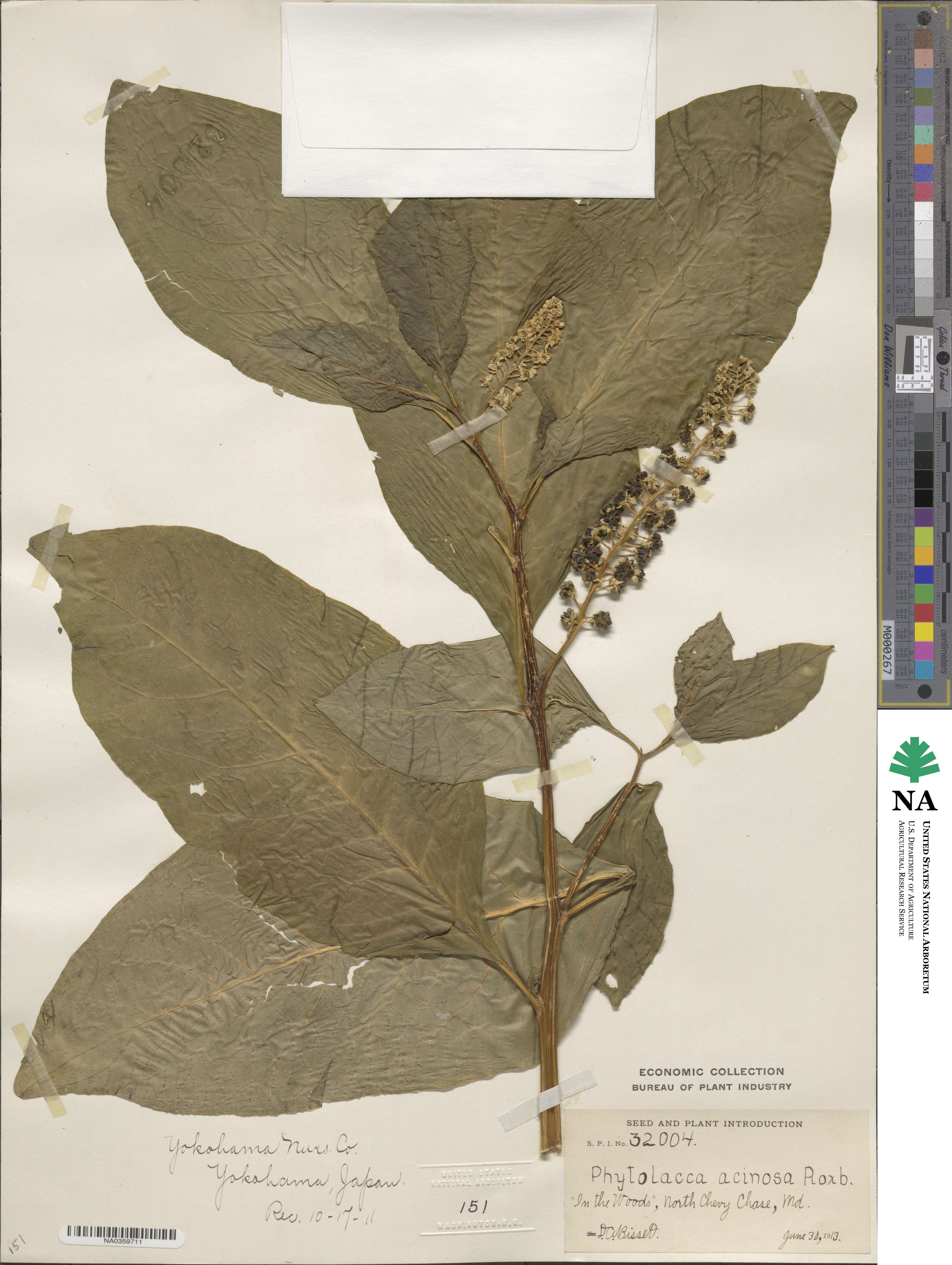 Phytolacca image