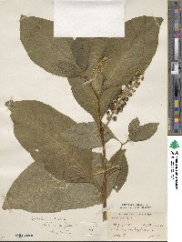 Phytolacca acinosa image