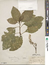 Phytolacca acinosa image