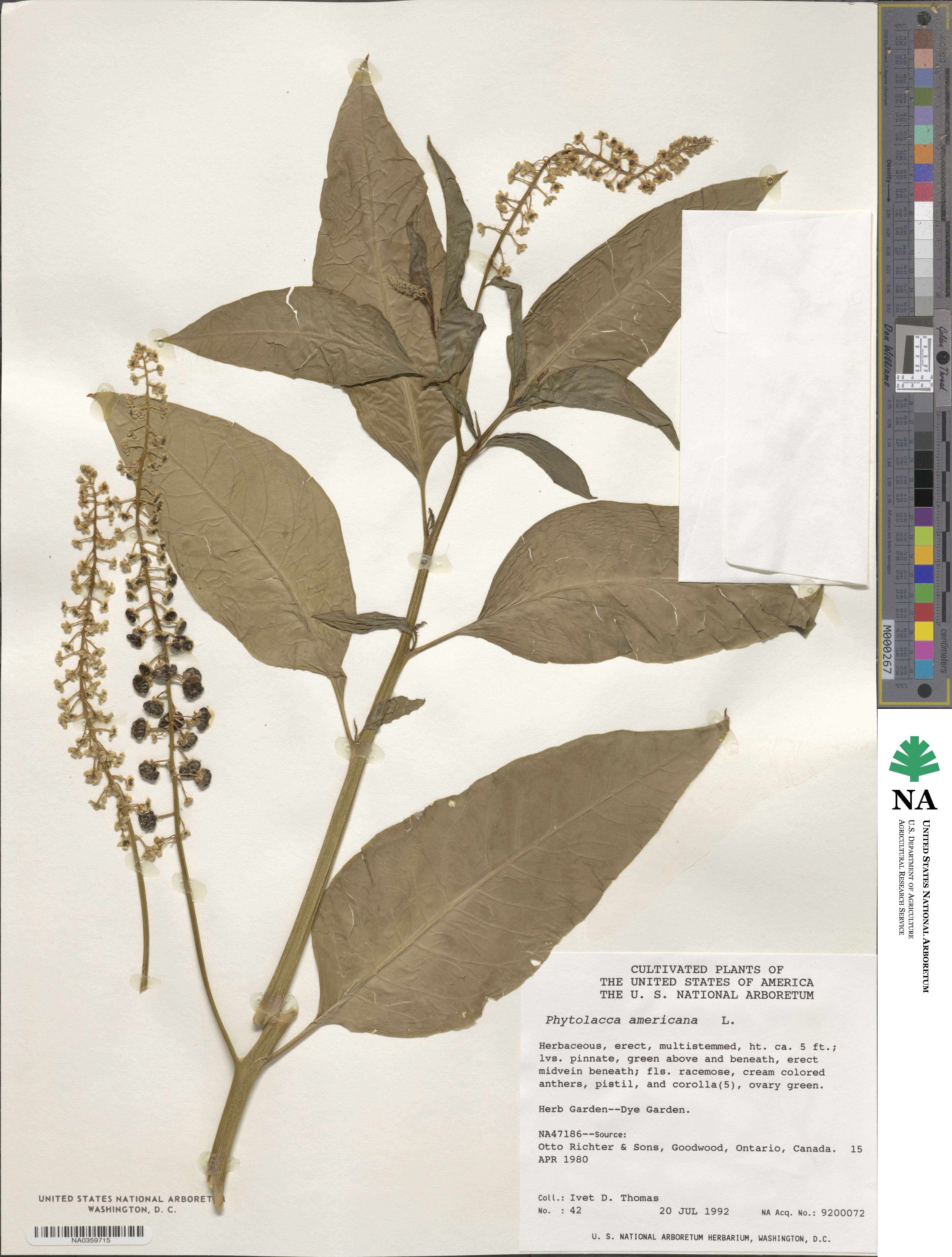 Phytolacca americana image