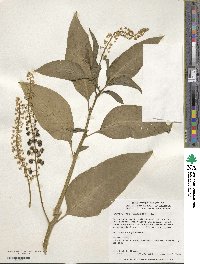 Phytolacca americana image