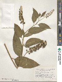 Phytolacca americana image