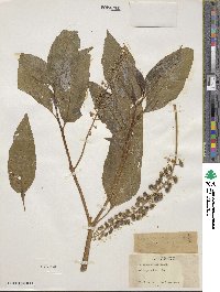 Phytolacca americana image