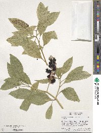 Phytolacca americana image