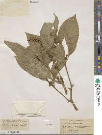 Phytolacca bogotensis image