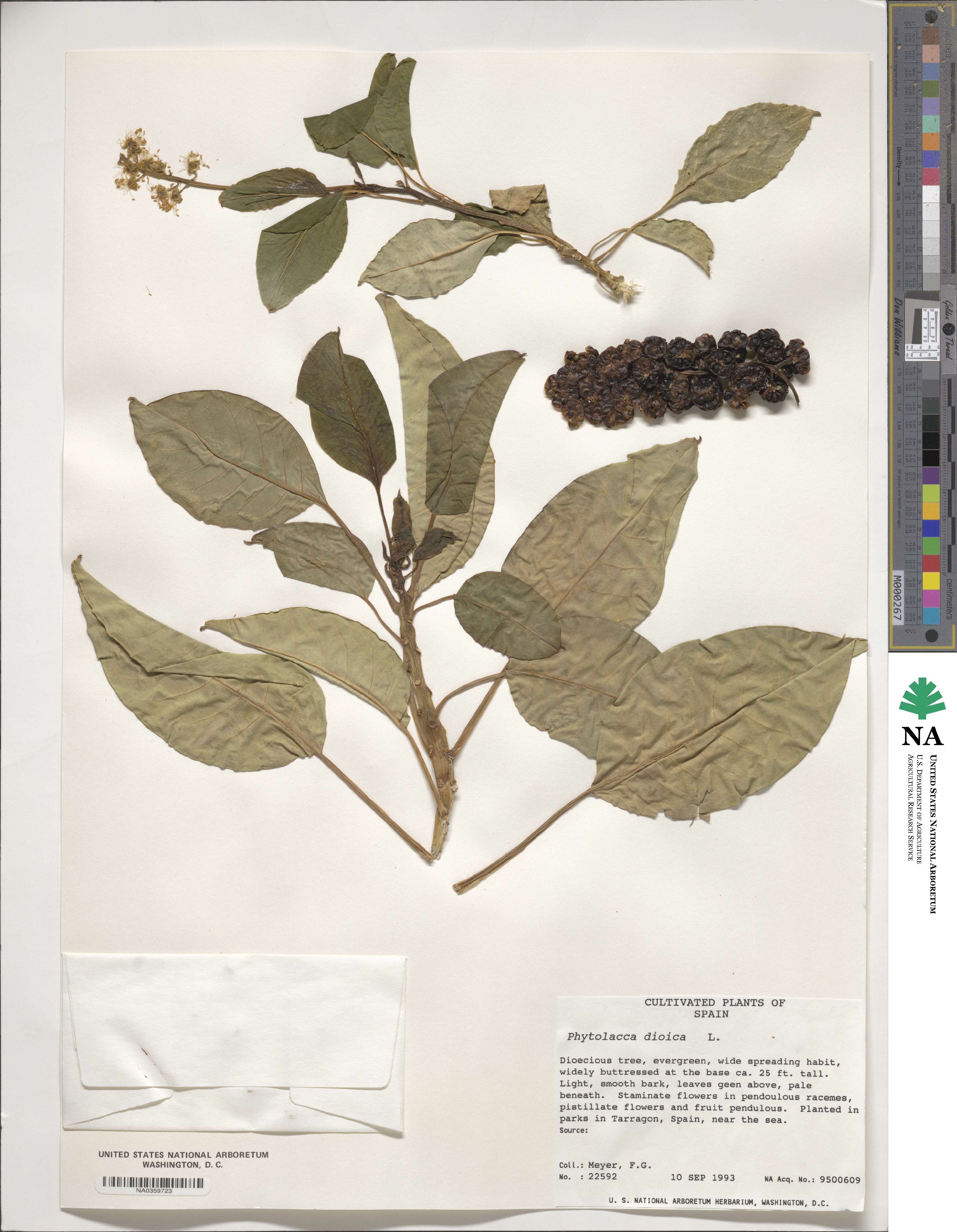 Phytolacca dioica image