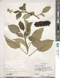 Phytolacca dioica image