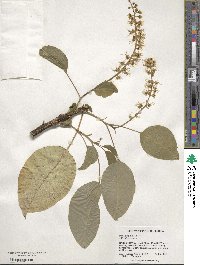 Phytolacca dioica image