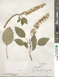 Phytolacca dioica image