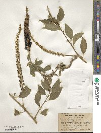 Phytolacca heterotepala image