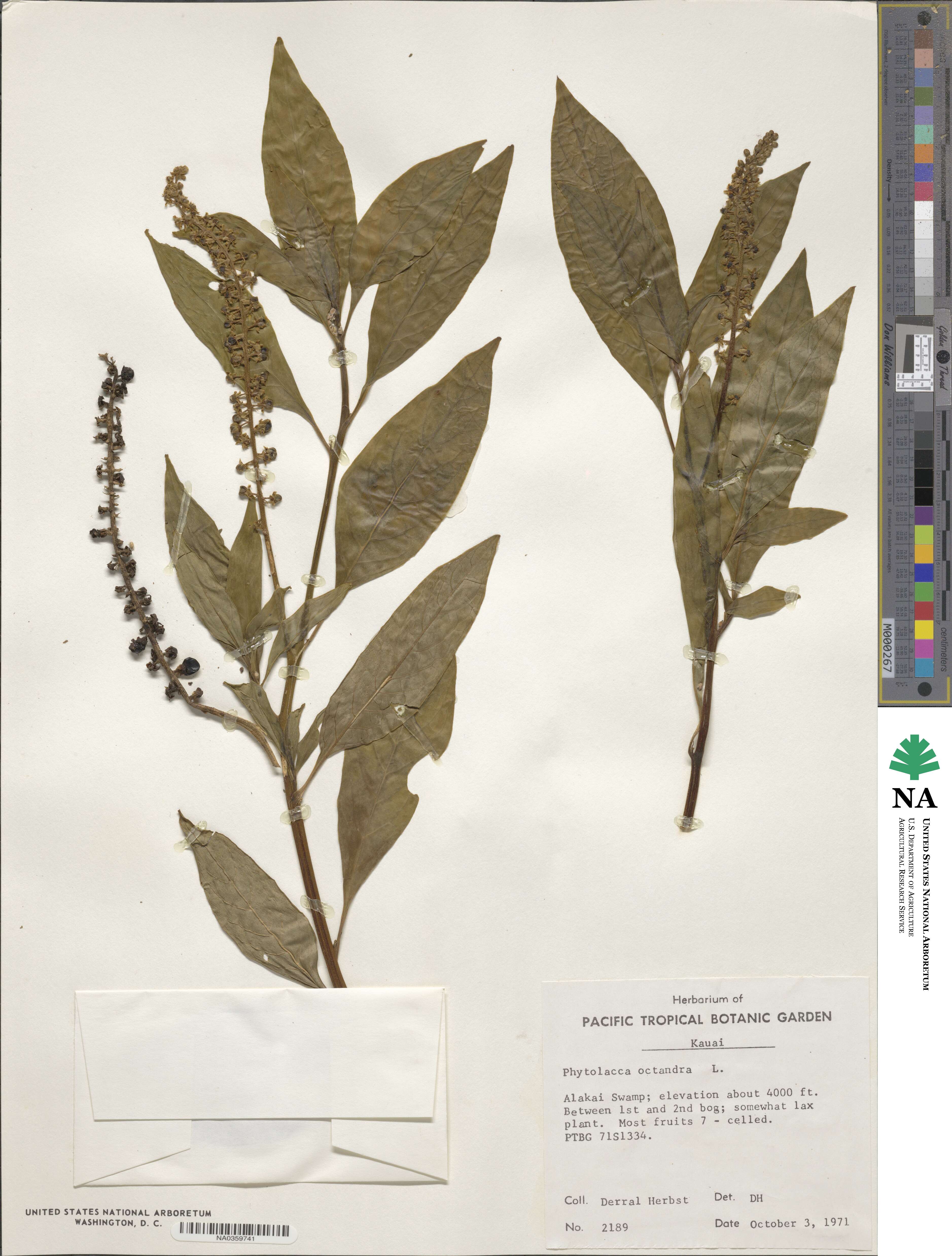 Phytolacca icosandra image