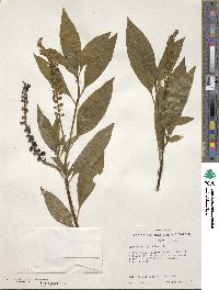 Phytolacca icosandra image