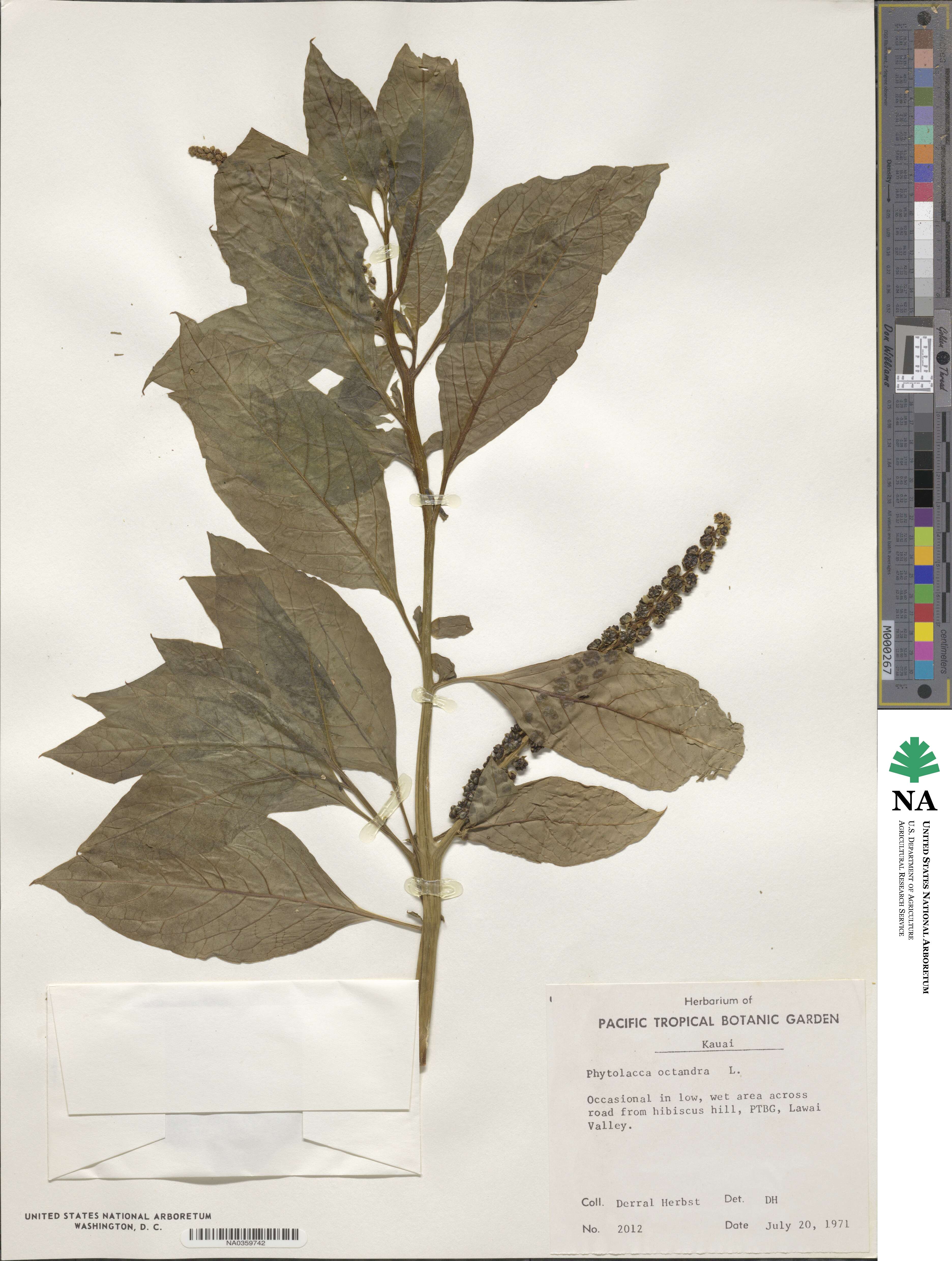 Phytolacca icosandra image