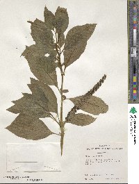 Phytolacca icosandra image