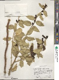 Ercilla spicata image