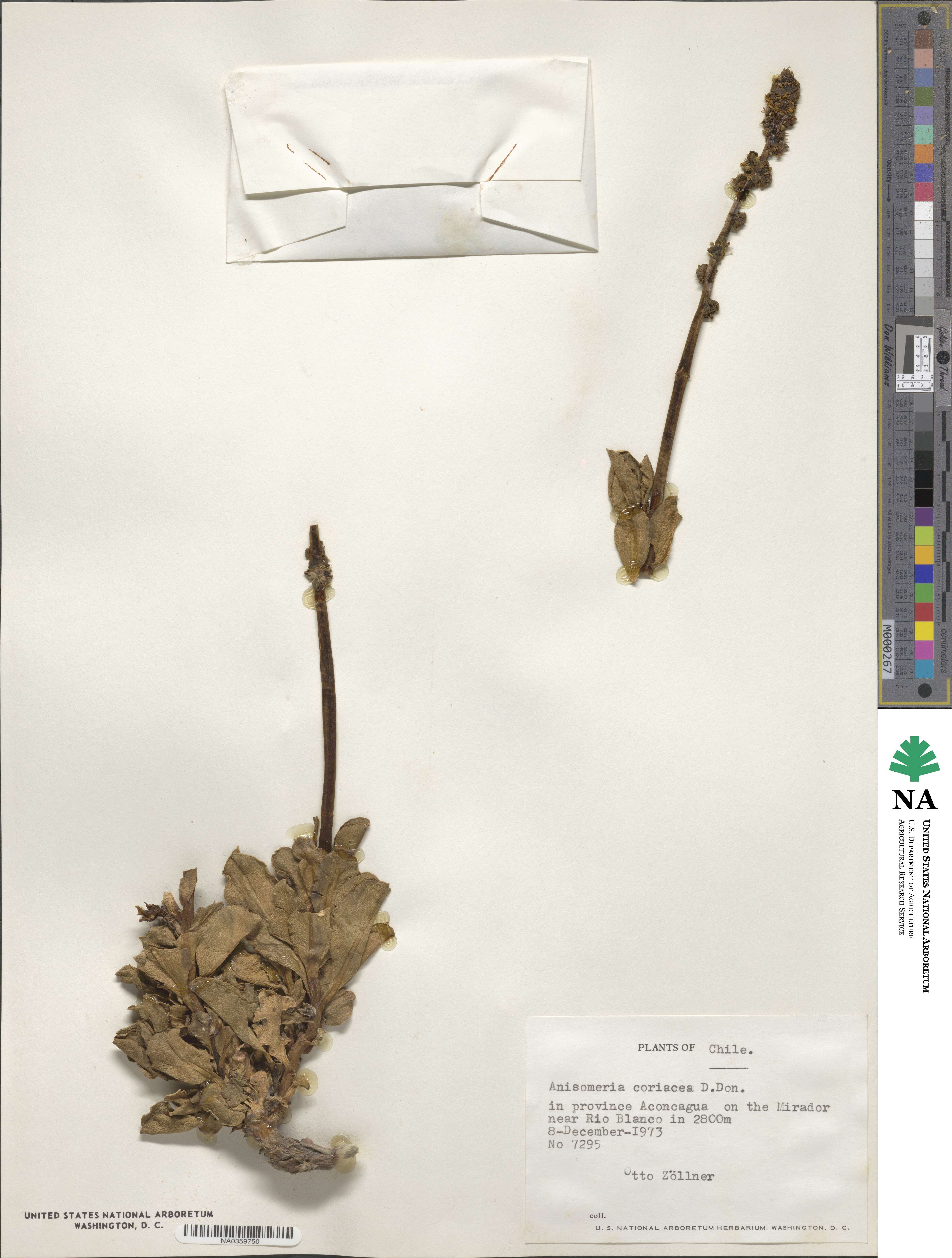 Anisomeria coriacea image