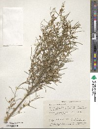 Gyrostemon ramulosus image