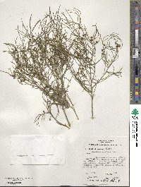 Gyrostemon ramulosus image