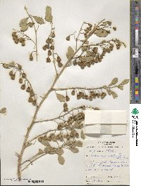 Codonocarpus cotinifolius image