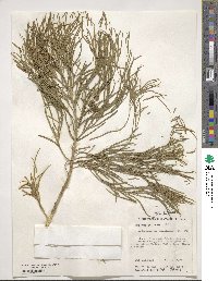 Image of Codonocarpus pyramidalis