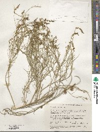 Image of Tersonia brevipes