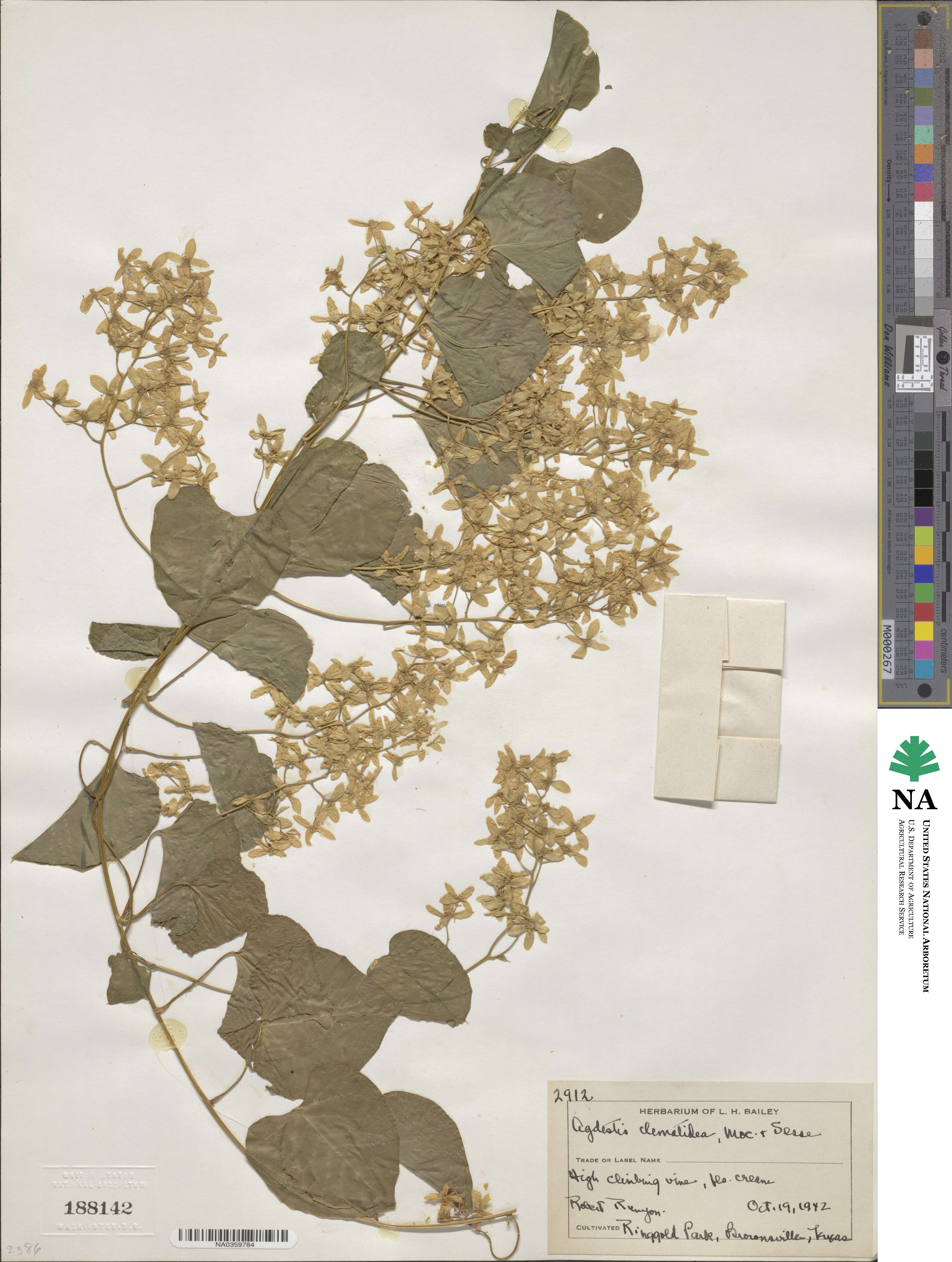 Agdestis clematidea image