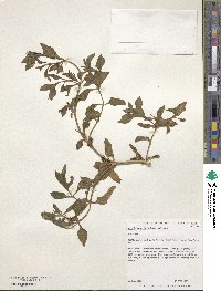 Mesembryanthemum cordifolium image