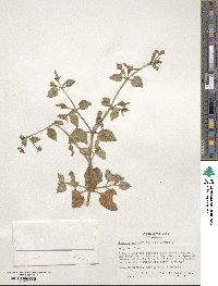 Mesembryanthemum cordifolium image