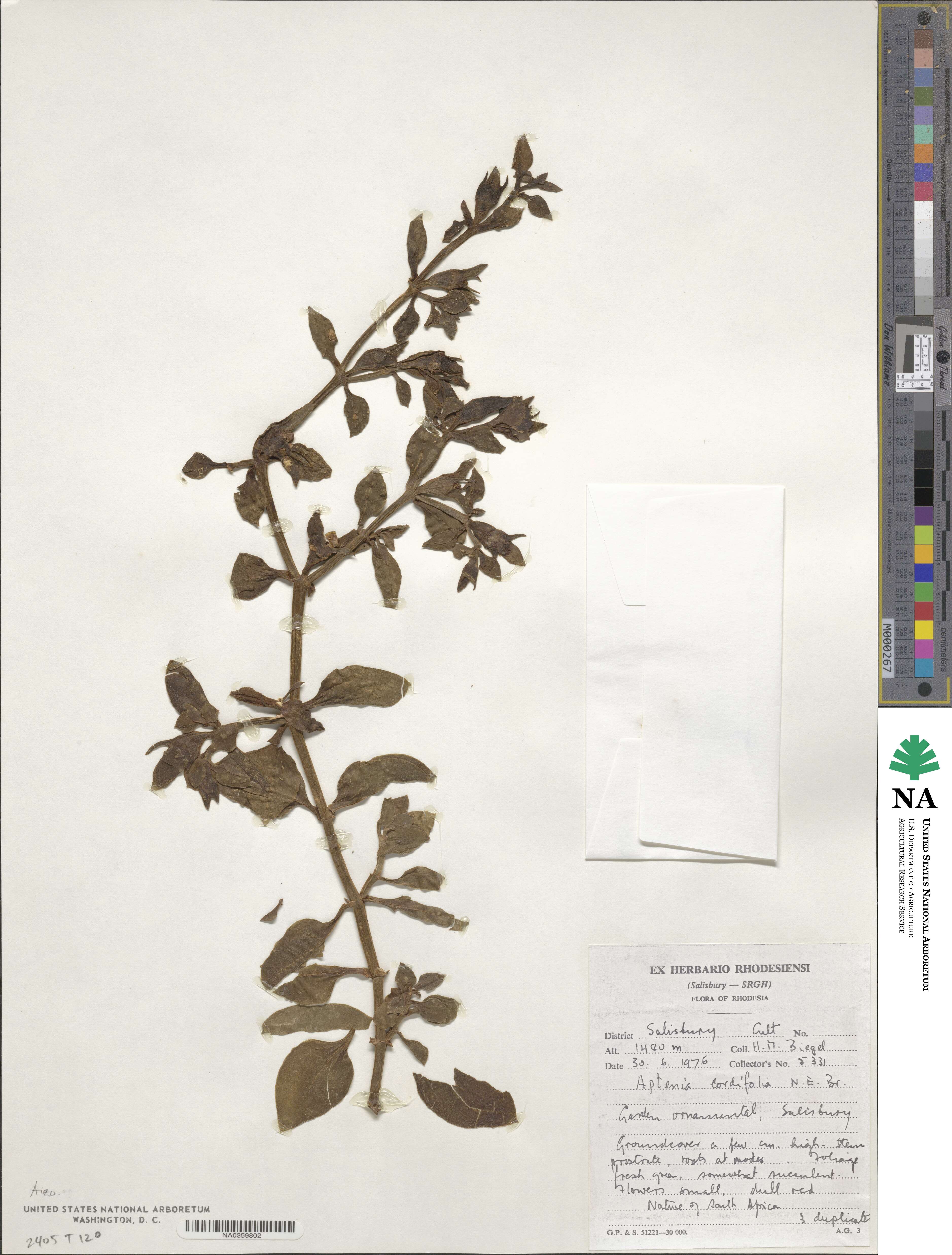 Mesembryanthemum cordifolium image