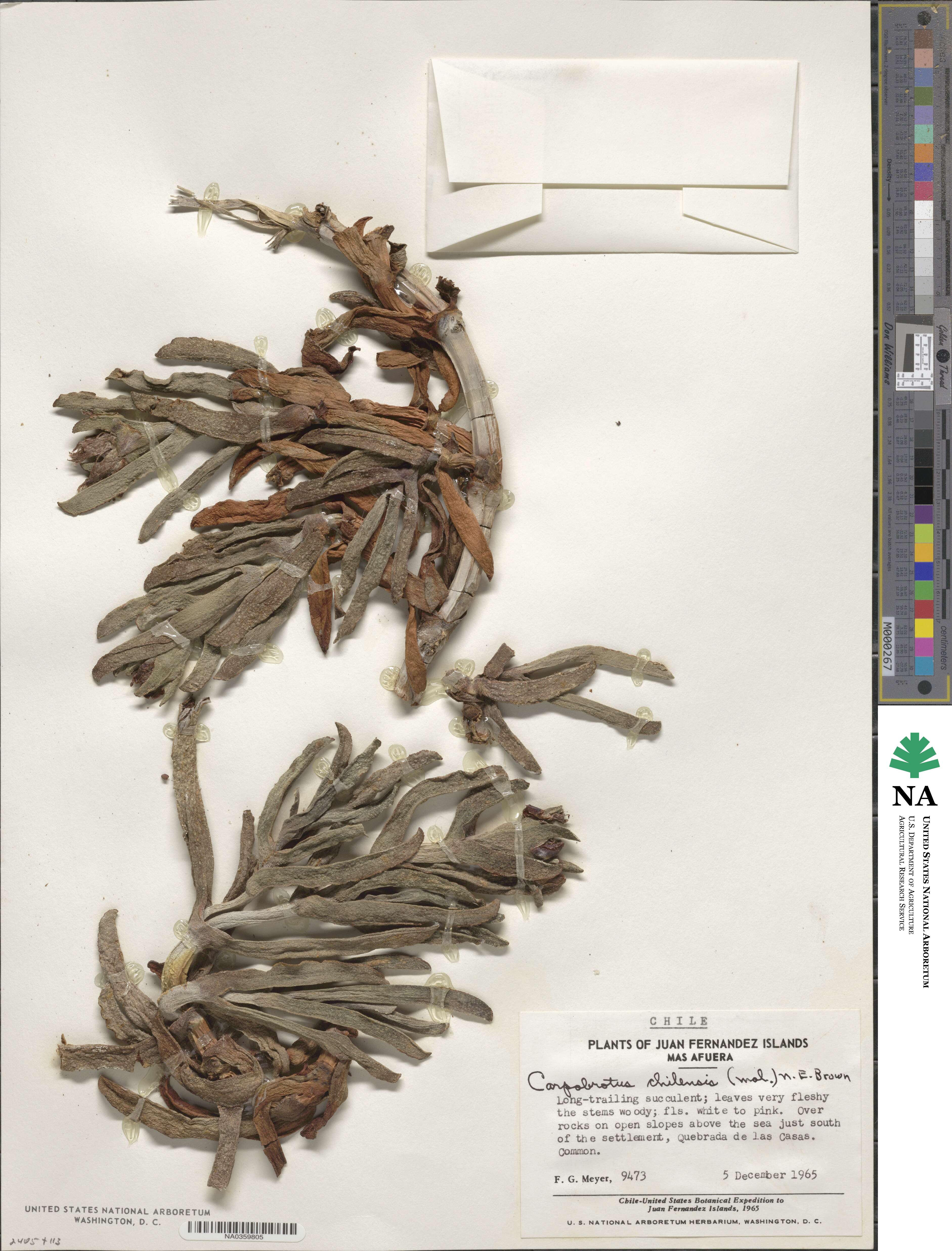 Carpobrotus chilensis image