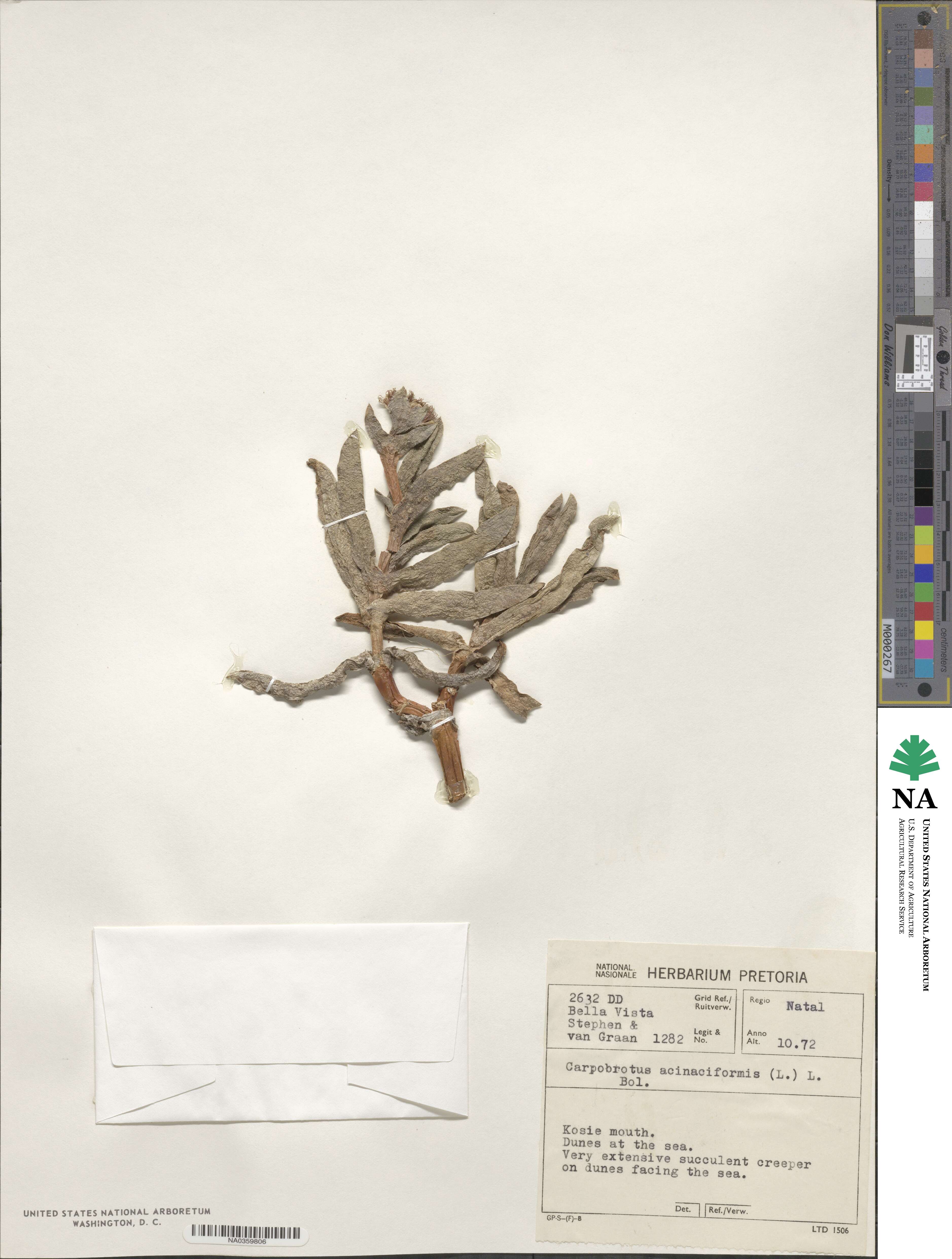 Carpobrotus acinaciformis image