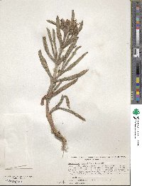 Carpobrotus edulis image