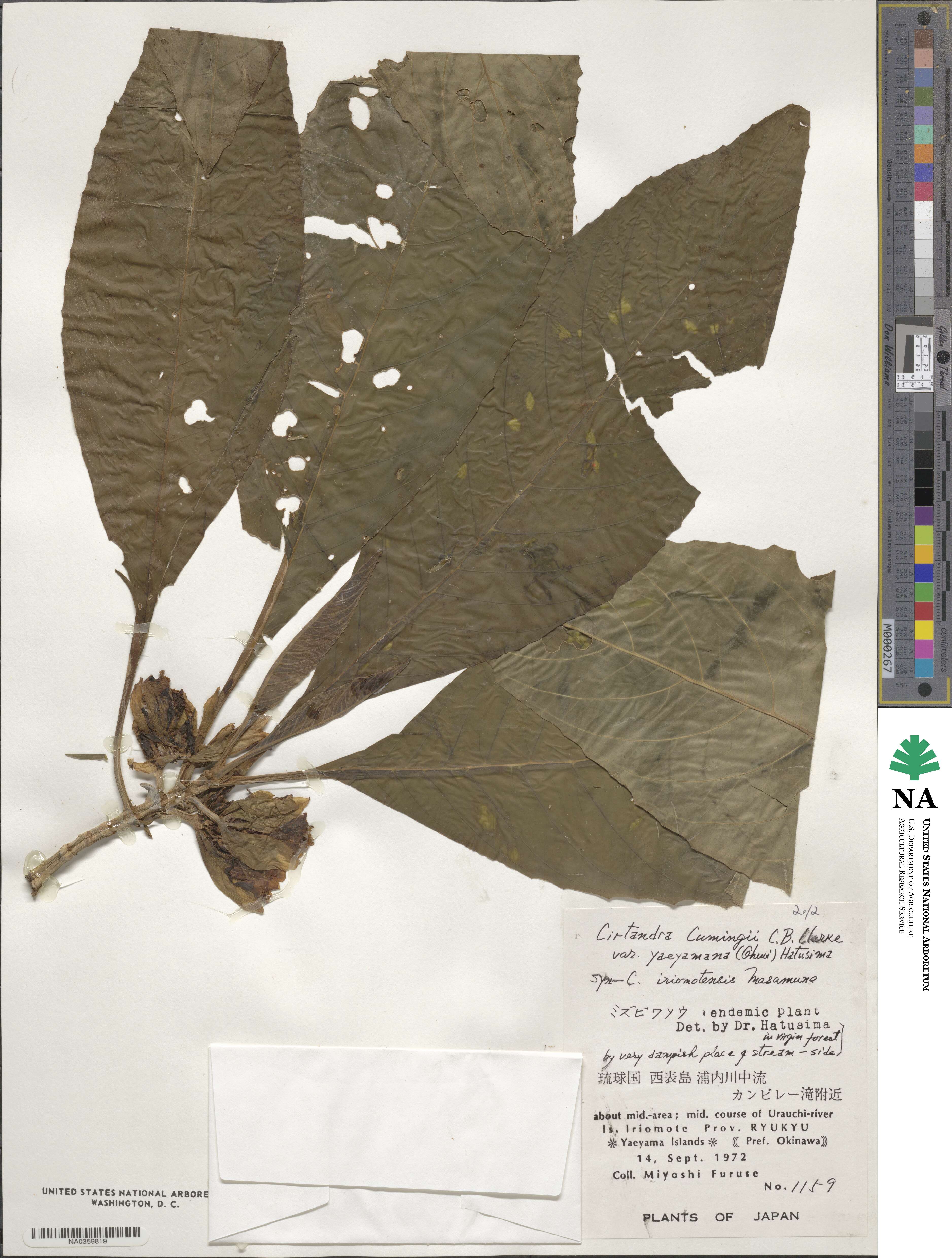 Cyrtandra yaeyamae image