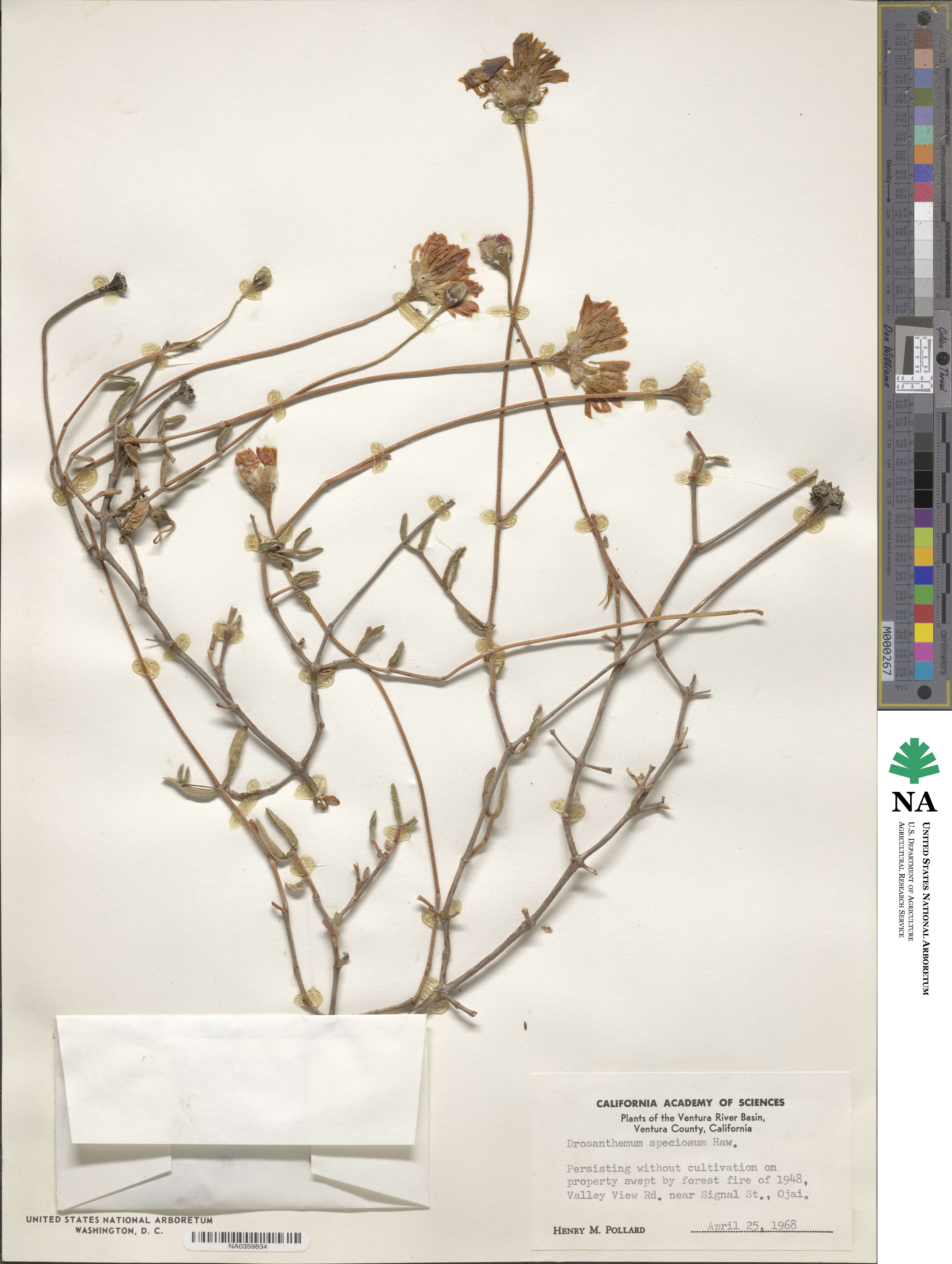 Drosanthemum speciosum image