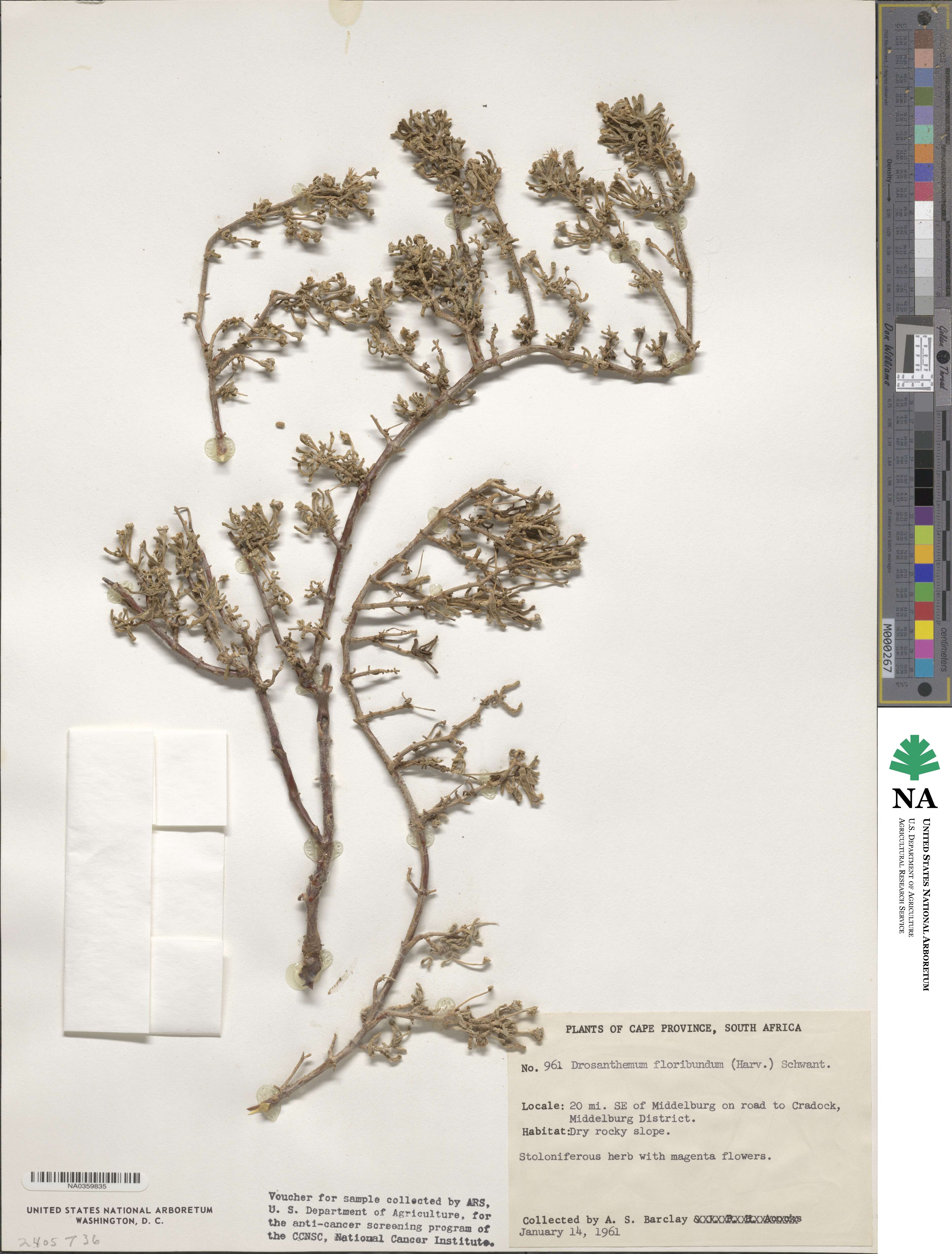 Drosanthemum floribundum image