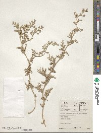 Aizoon pubescens image