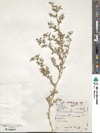 Aizoon pubescens image