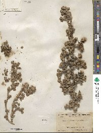 Mesembryanthemum crystallinum image