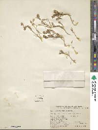 Mesembryanthemum nodiflorum image